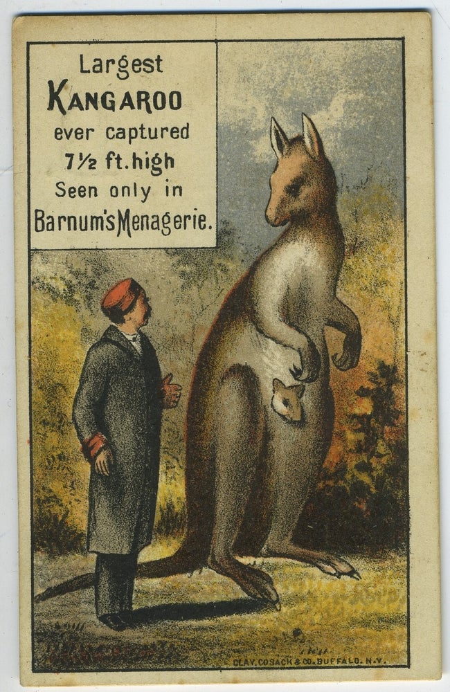 Item #27827 Largest Kangaroo ever captured 7 1/2 ft. high. Seen only in Barnum's Menagerie. Kangaroo, Circus.