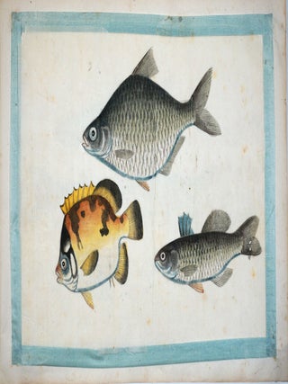 A twelve-leaf album of Chinese export pith paintings of exquisite Fish paintings.
