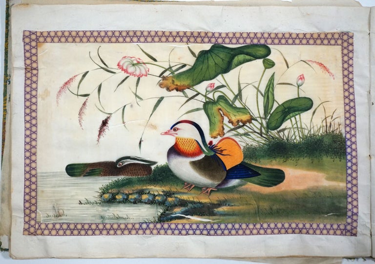 Item #27903 A 36-leaf album of Chinese export paintings of Birds, Shells and Chinese life. Chinese Pith Paintings, In the school of Sunqua.