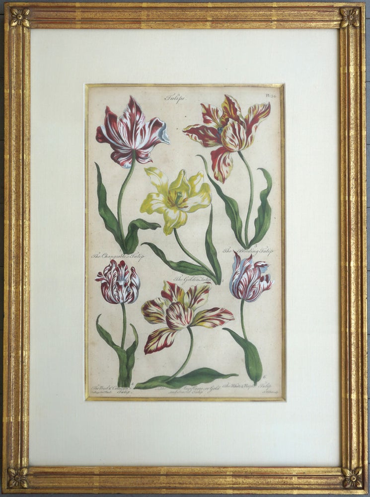 Item #27915 Tulips. Plate 34 from "Eden: or, a Compleat Body of Gardening..." Sir John Hill, Vanhuysum pinxt.