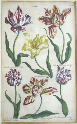 Tulips. Plate 34 from "Eden: or, a Compleat Body of Gardening..."