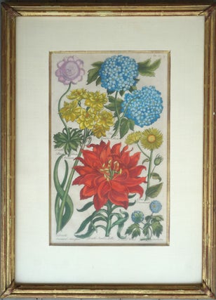 Item #27917 Anemone, Lily, Narcissus, Leopard's Bane and Guelder Rose. Plate 37 from "Eden: or,...