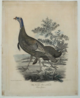 Item #28113 Wild Turkey, Male and Female, Melaegris Gallopavo. Titian R. Peale, Alexander Lawson