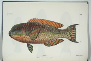 Atlas Ichthyologique des Indes Orientales Néêrlandaises. 10 volumes complete with 522 color plates.