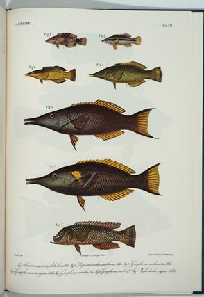 Atlas Ichthyologique des Indes Orientales Néêrlandaises. 10 volumes complete with 522 color plates.