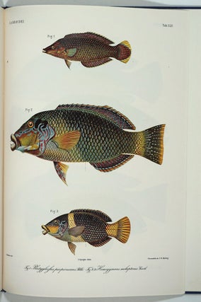 Atlas Ichthyologique des Indes Orientales Néêrlandaises. 10 volumes complete with 522 color plates.