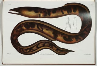 Atlas Ichthyologique des Indes Orientales Néêrlandaises. 10 volumes complete with 522 color plates.