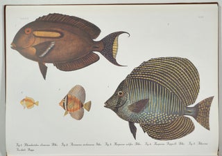 Atlas Ichthyologique des Indes Orientales Néêrlandaises. 10 volumes complete with 522 color plates.