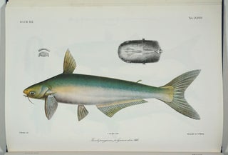 Atlas Ichthyologique des Indes Orientales Néêrlandaises. 10 volumes complete with 522 color plates.