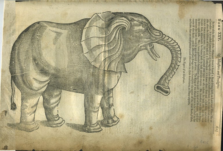 Item #28282 Of Monsters and Prodigies. (The Figure of an Elephant, wood engraving). Print, Elephant.