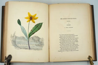 American Wild Flowers in their Native Haunts. With Twenty Plates of Plants, Carefuly Colored After Nature; and Landscape Views of Their Localities, from Drawings on the Spot, by E. Whitfield.