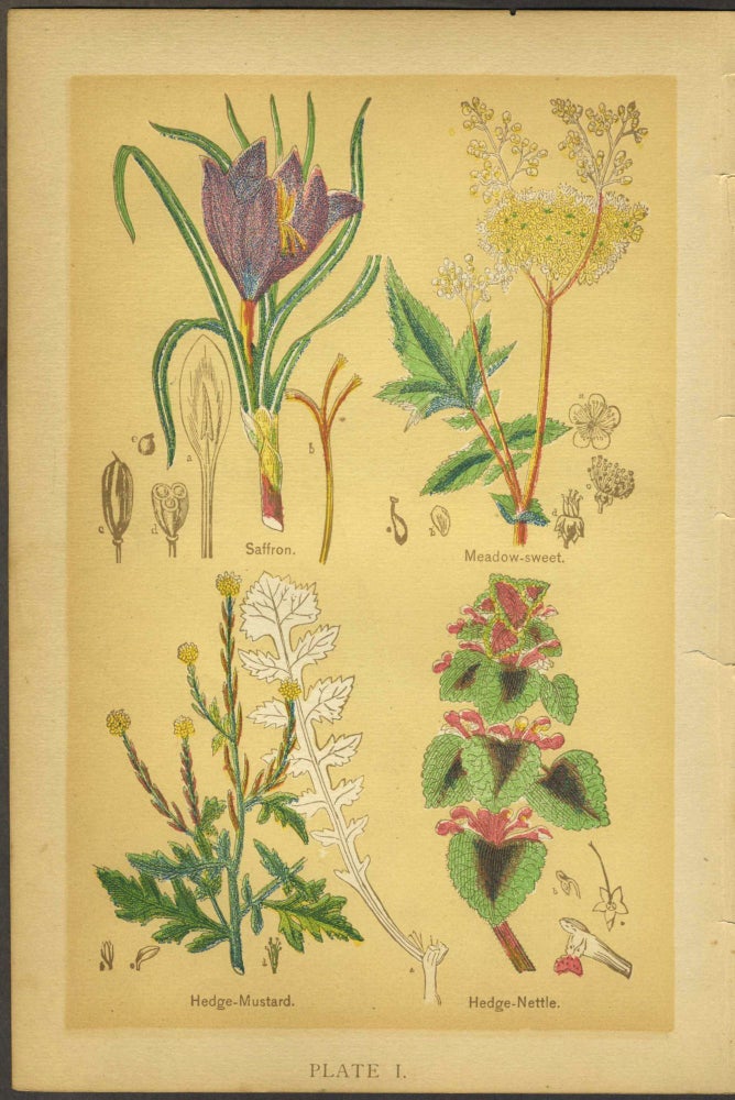 Item #28405 Medicinal Plants & Flowers, chromolithograph plates.