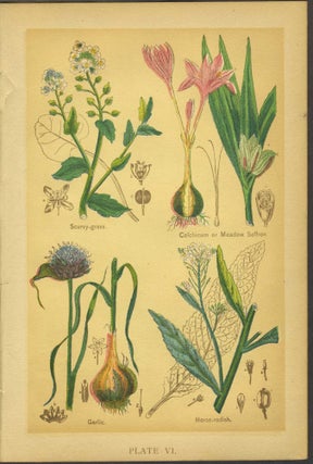 Medicinal Plants & Flowers, chromolithograph plates.