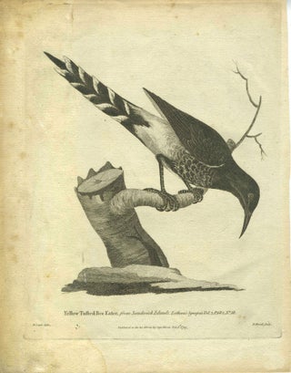 Item #28425 Yellow Tufted Bee Eater, from Sandwich Islands, engraving. W. Lewin, Capt. Dixon