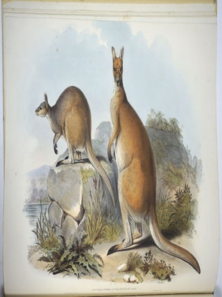 A Monograph of the Macropodidae or Family of Kangaroos. John Gould.