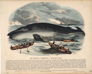 Item #4216 Fine collection of 143 items related to whaling & whales, including early engravings;...