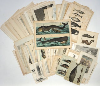 Fine collection of 143 items related to whaling & whales, including early engravings; an early watercolor (by Luigi Meyer?); a map; pamphlet; Act of Parliament; magazine articles with woodcut illustrations. Largely 19th century & British, but including 17th & 18th century as well, and American, French, German, Italian & Dutch prints.