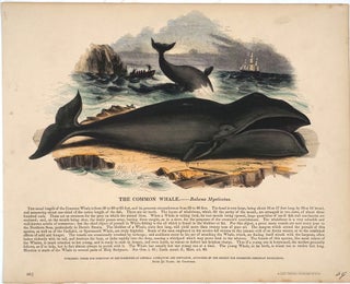 Fine collection of 143 items related to whaling & whales, including early engravings; an early watercolor (by Luigi Meyer?); a map; pamphlet; Act of Parliament; magazine articles with woodcut illustrations. Largely 19th century & British, but including 17th & 18th century as well, and American, French, German, Italian & Dutch prints.