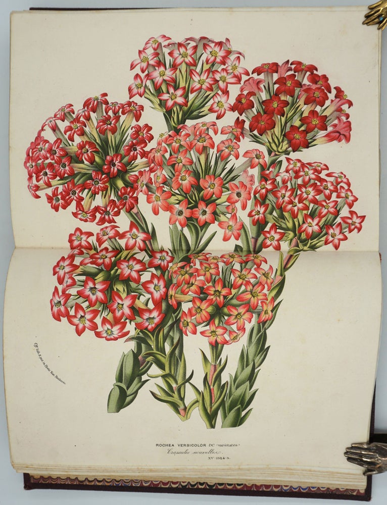 Item #5963 Flore des Serres et des Jardins de l'Europe, Journal General d'Horticulture... with 71 magnificent color plates. Louis Van Houtte.