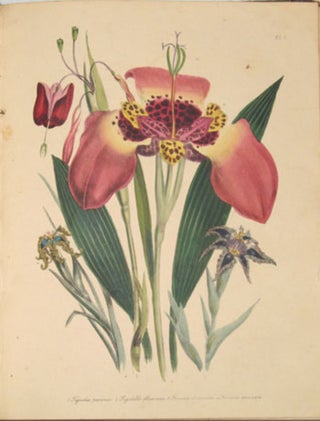 Item #5967 The Ladies' Flower-Garden of Ornamental Bulbous Plants. Loudon Mrs, Jane Webb
