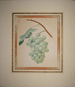 Item #6500 Green Grapes. G. Brookshaw