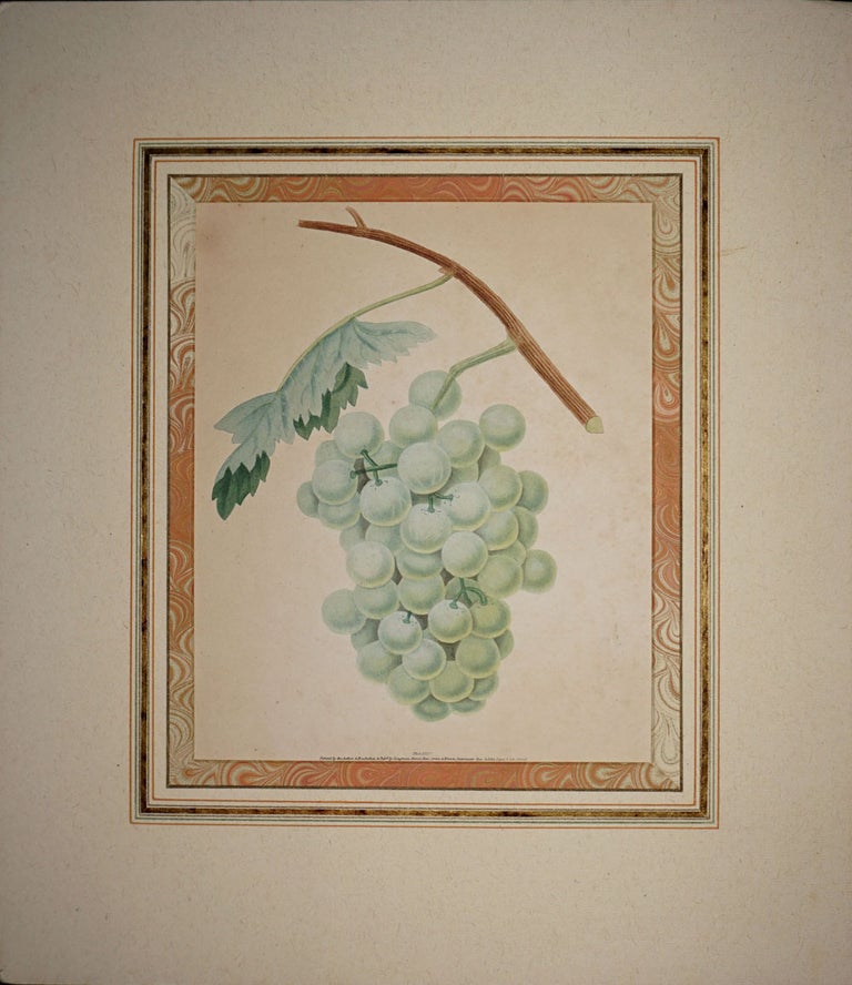 Item #6500 Green Grapes. G. Brookshaw.