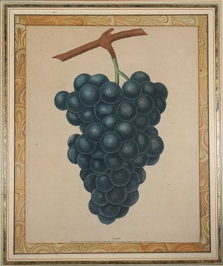 Item #6502 Purple Grapes. G. Brookshaw