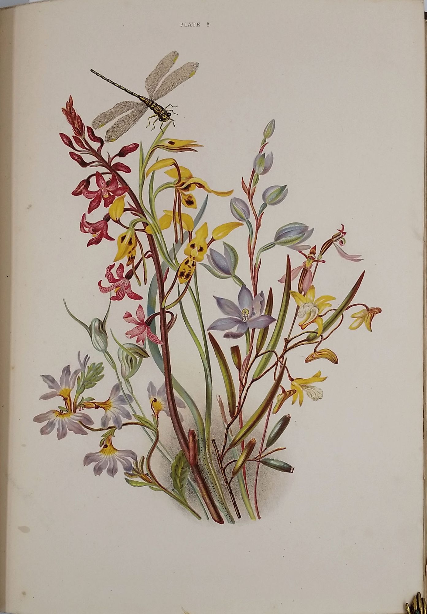 Some of My Bush Friends in Tasmania | Louisa Anne Meredith | First