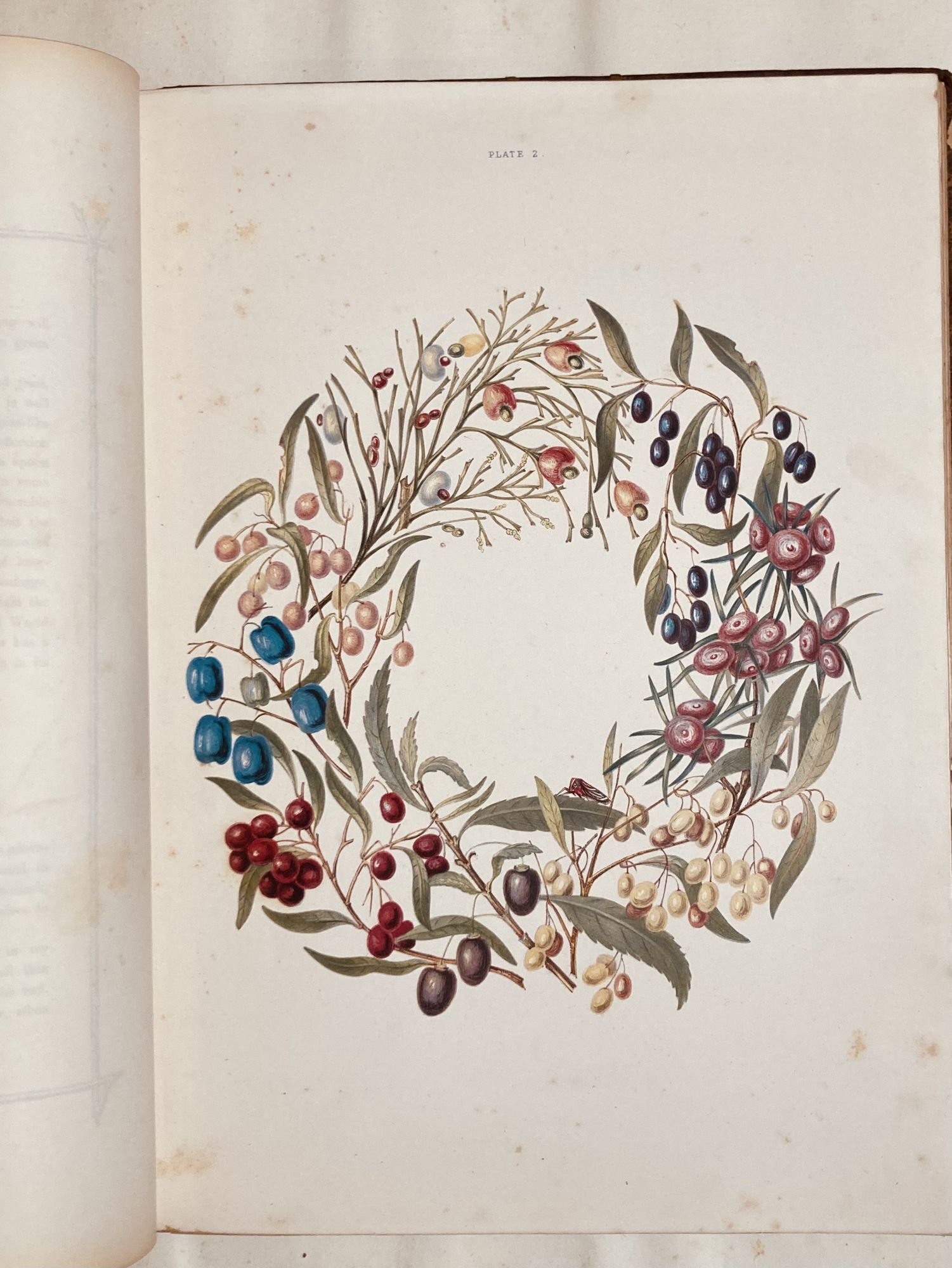 Some of My Bush Friends in Tasmania | Louisa Anne Meredith | First