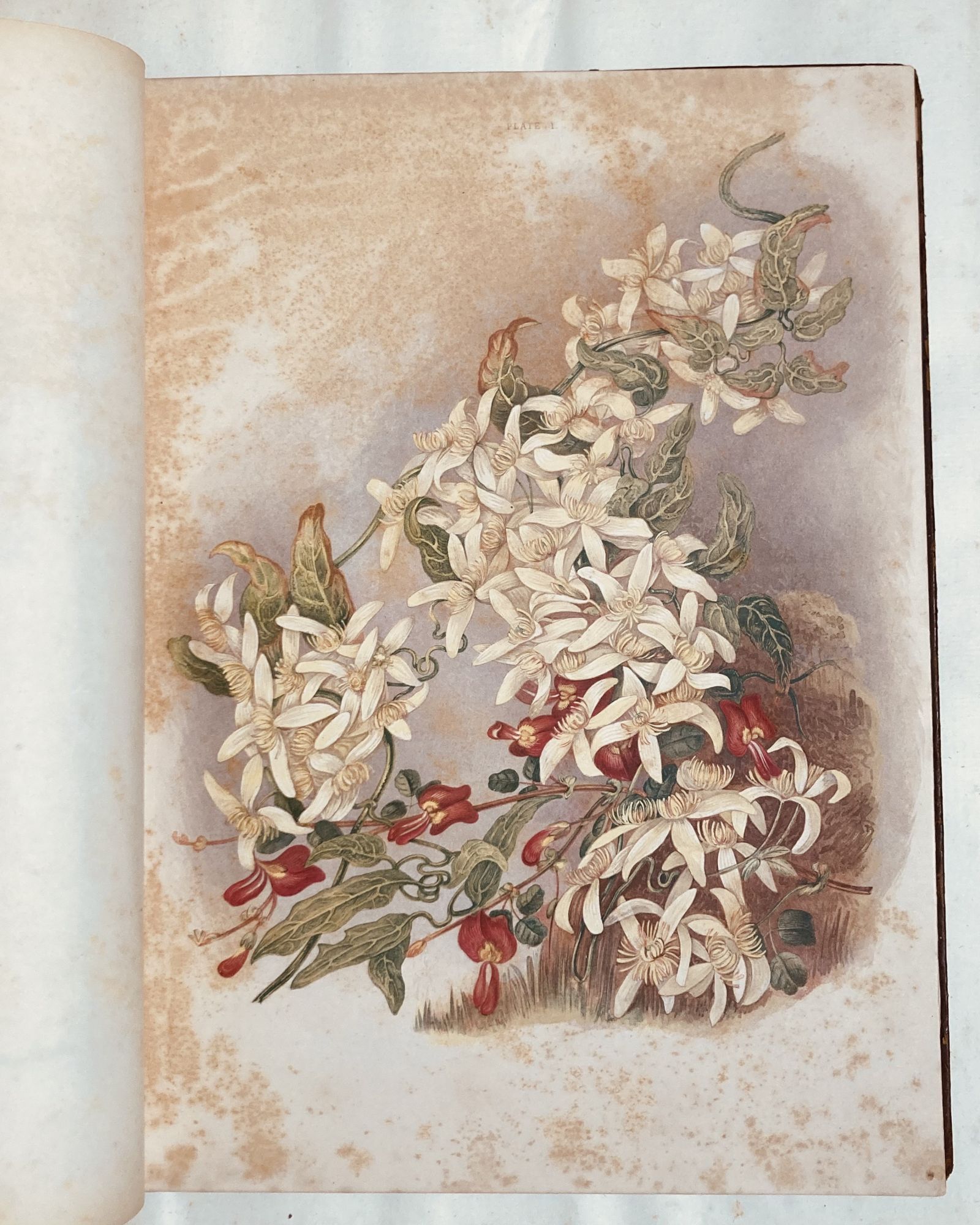 Some of My Bush Friends in Tasmania | Louisa Anne Meredith | First