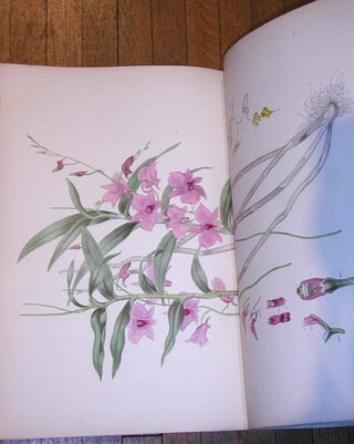 Australian Orchids.